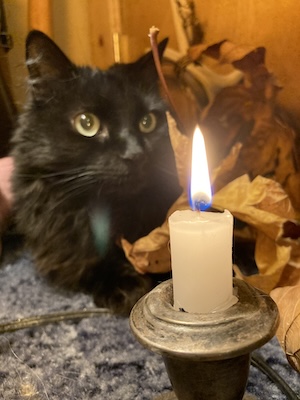 a photo of a cat near a candle