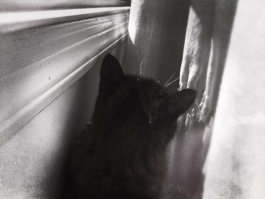 a black and white photo of a black cat sitting beneath a window